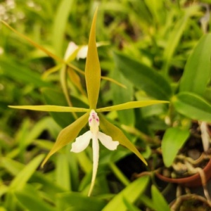 Mature Orchids — Retail