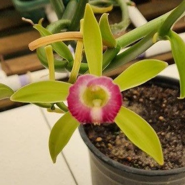 Vanilla dilloniana — Hill's Raingreen Tropicals